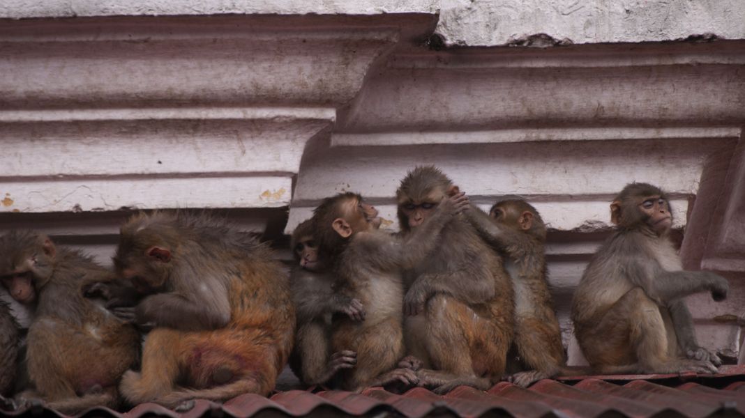 Riksja in Oud Kathmandu en de aapjes van Swayumbunath
