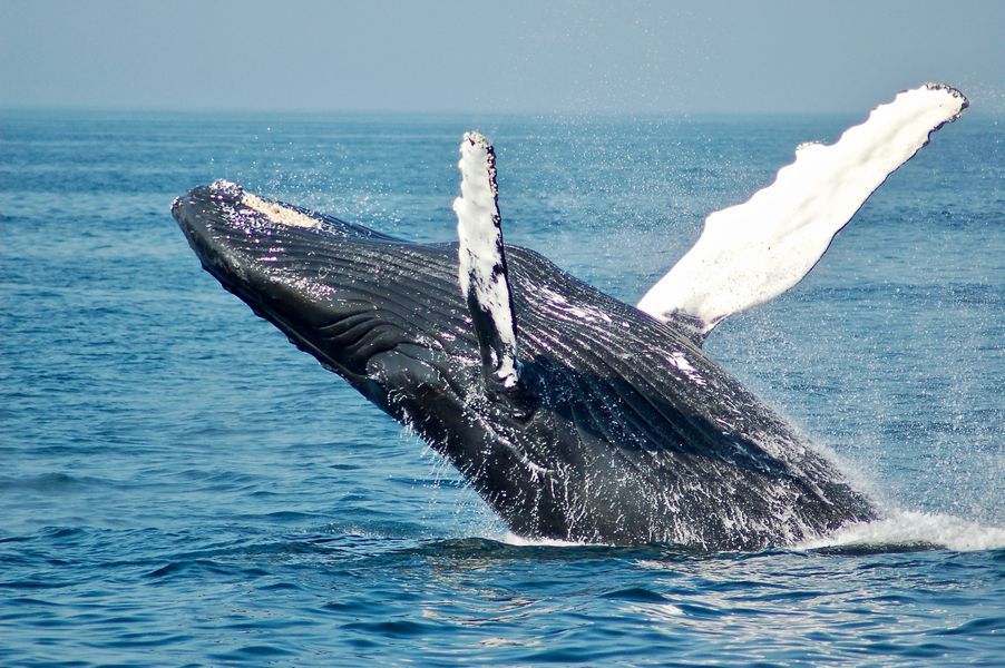 Optionele excursie: Walvissen spotten in de baai van Boston